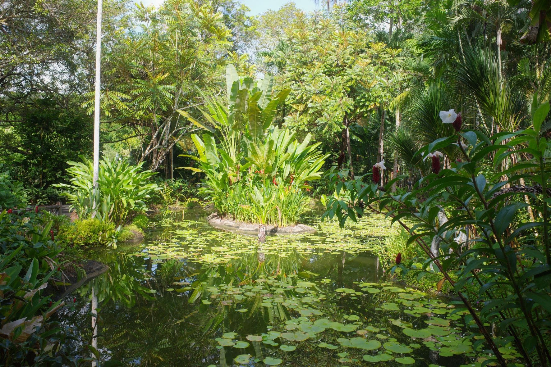 Ginger Garden